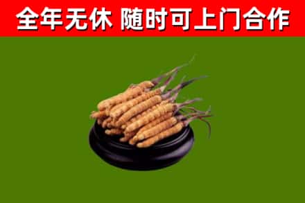 平顶山回收冬虫夏草
